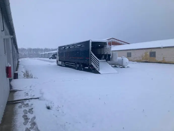 transport camion chevaux