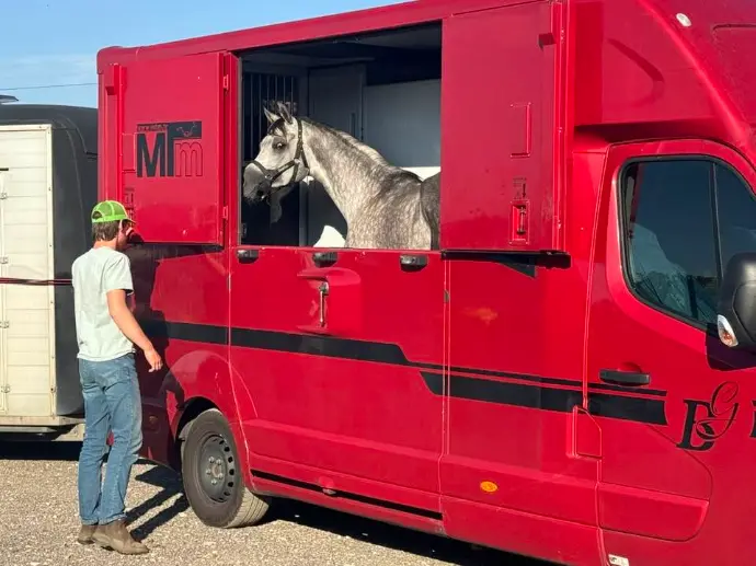 camionnette de chevaux